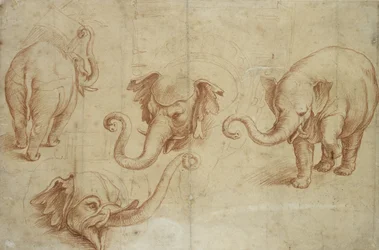 Fyra studier av en elefant (rödkrita på blekt papper)